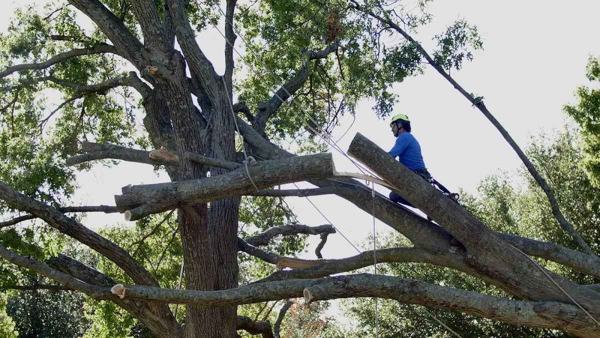 Professional Crown Thinning performed by certified arborists in Dixon