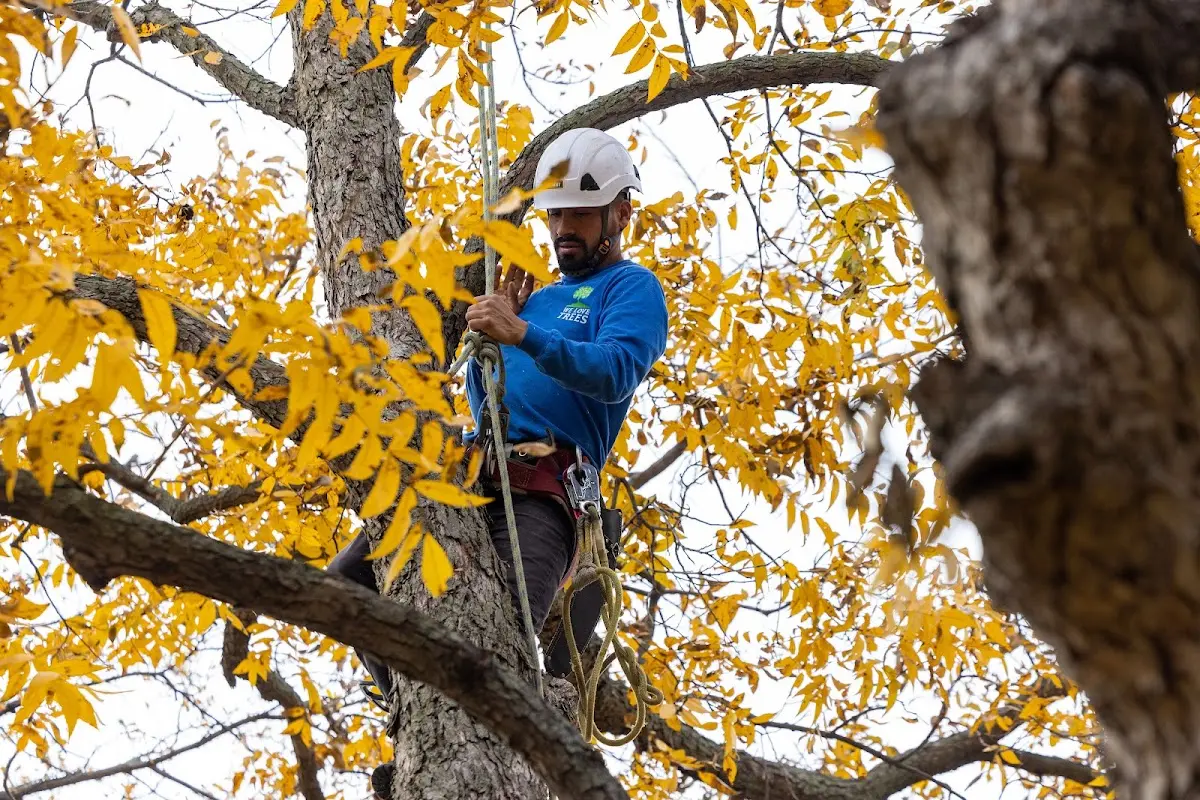 Skilled Storm Damage Cleanup crew working in Dixon