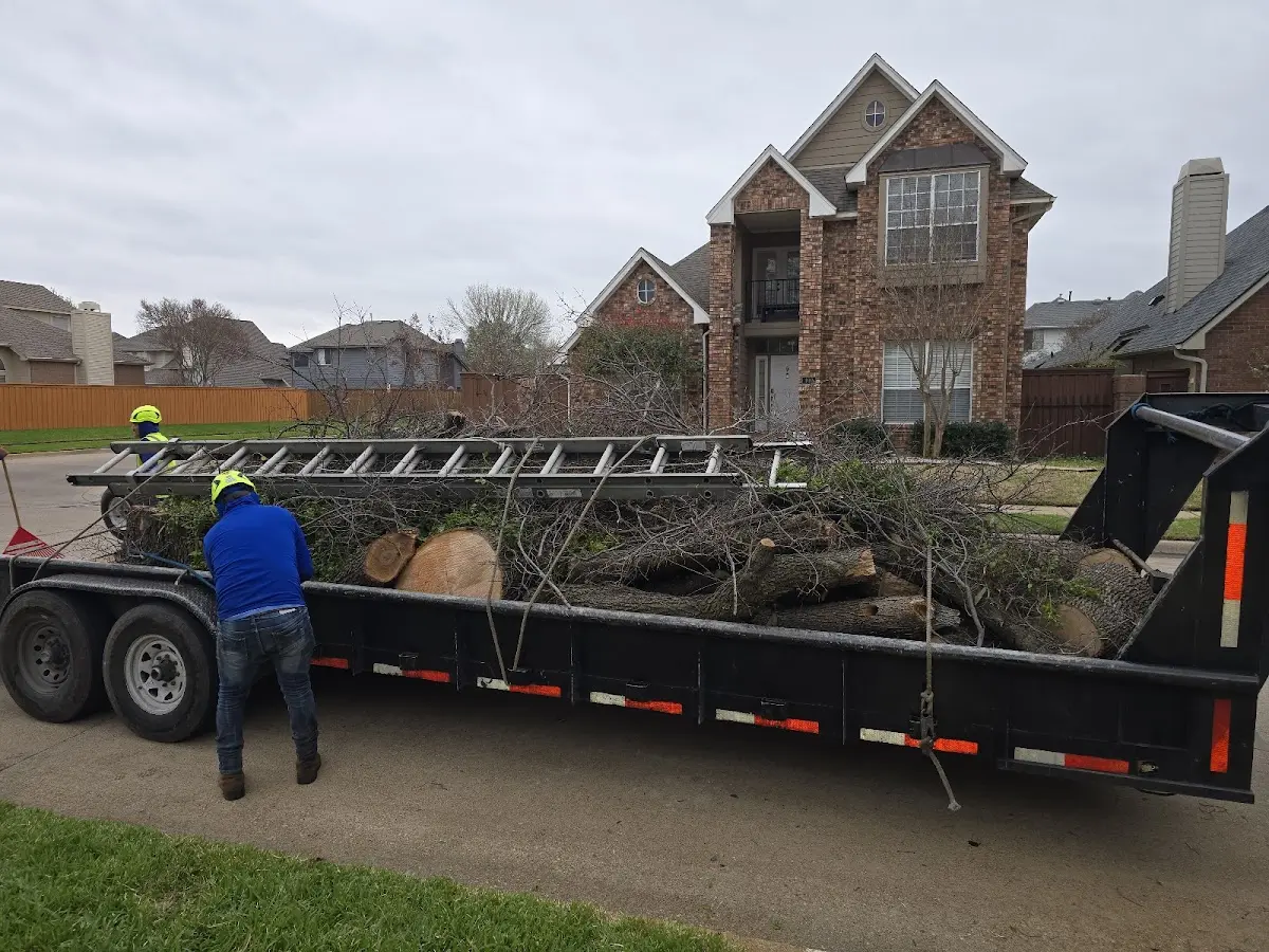 Expert Tree Pest Control with proper safety equipment in Dixon
